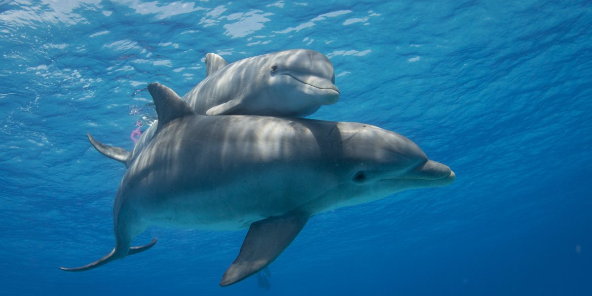 A dolphin and calf floating beneath the water's surface, with beams of sunshine shining onto them.