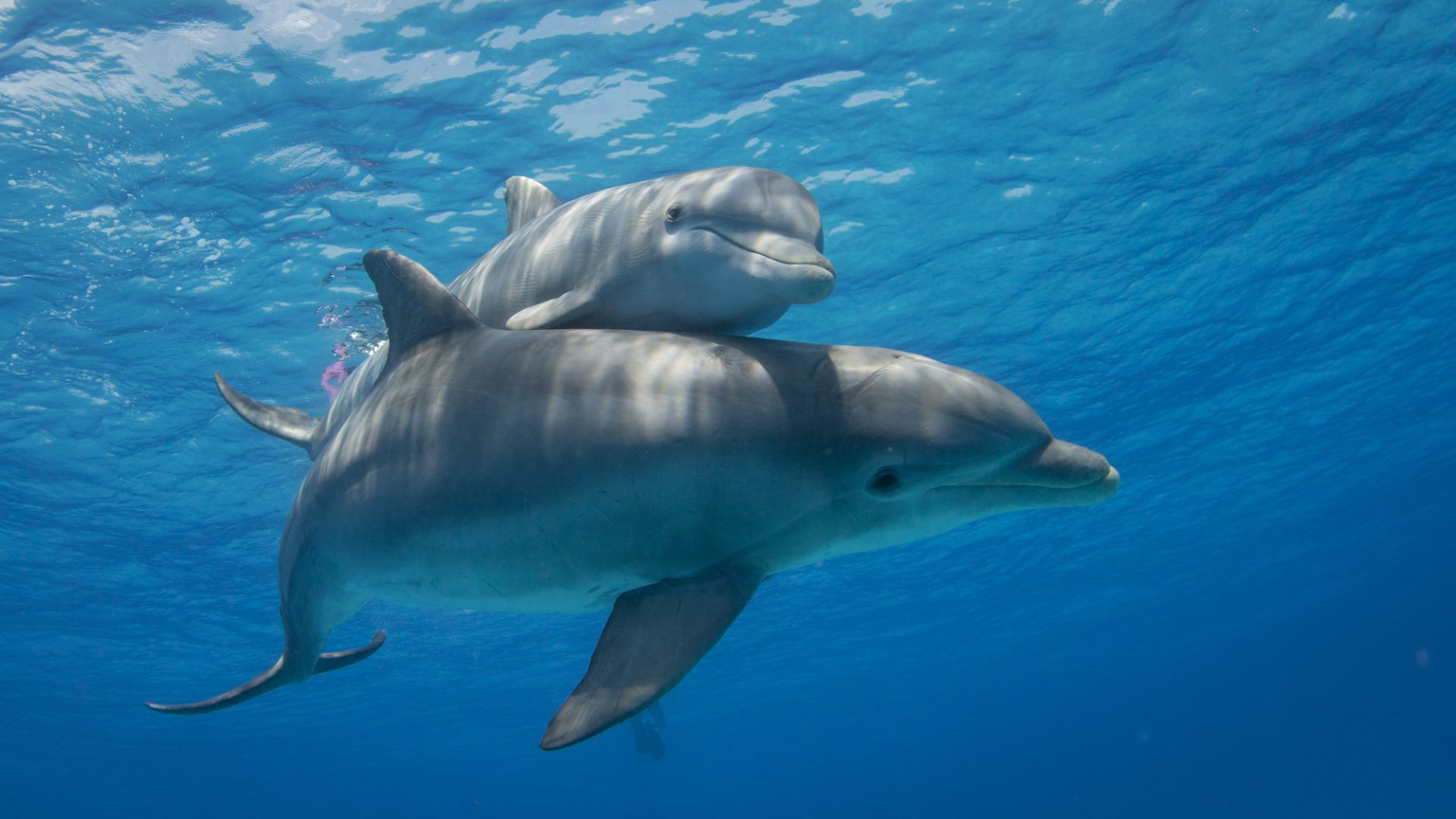 A dolphin and calf floating beneath the water's surface, with beams of sunshine shining onto them.