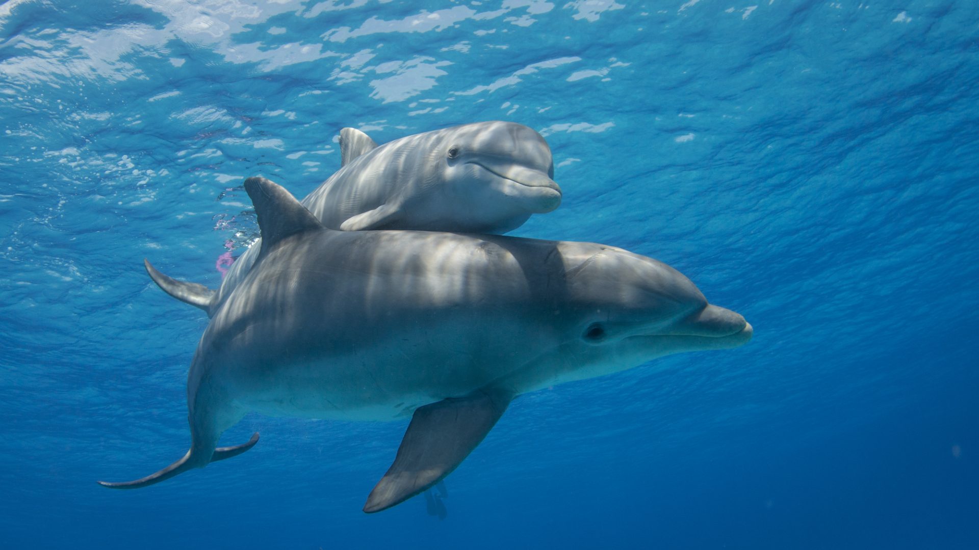 A dolphin and her calf together beneath the water's surface, with beams of sunshine shining onto them.