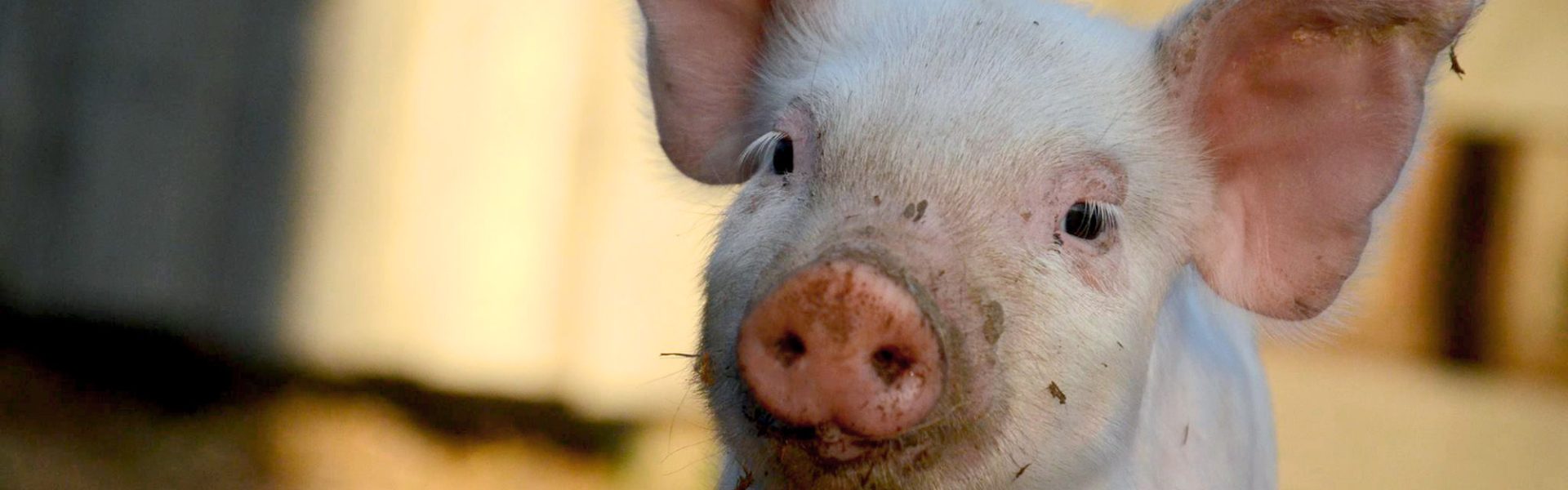 How a National Commission for Animal Welfare will help animals | Animals Australia How a National Commission for Animal Welfare will help animals | Animals Australia