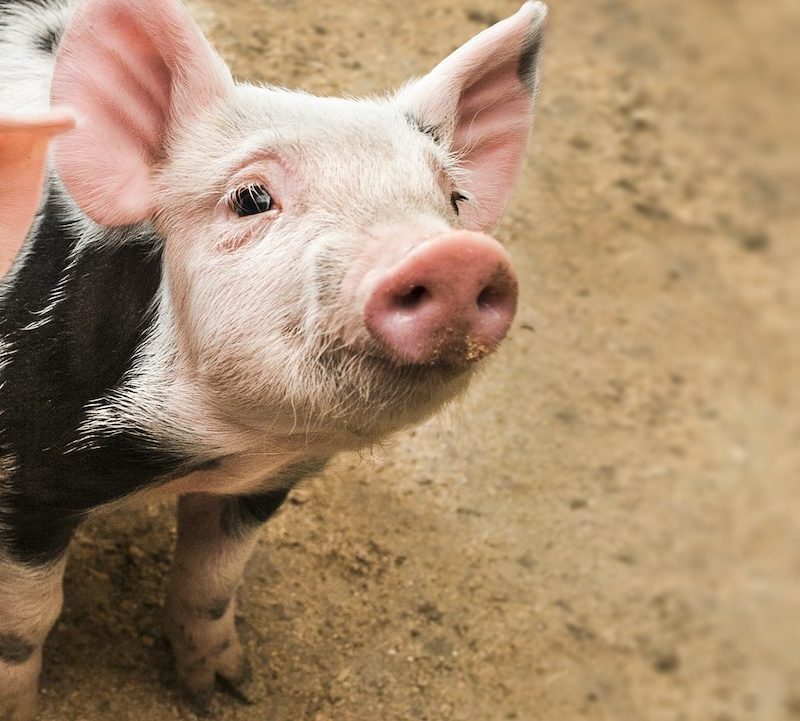 Two adorable little piglets looking upwards to camera curiously
