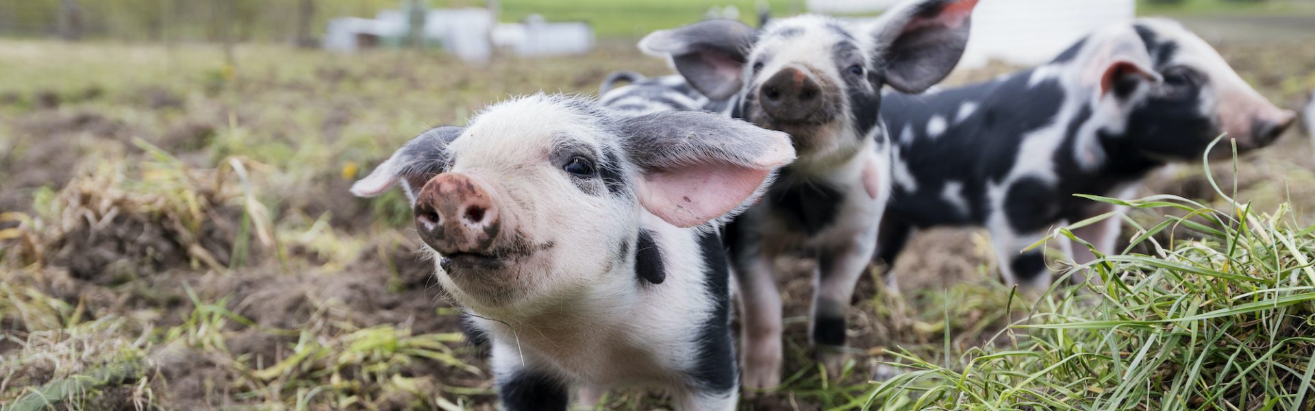 Contact Us | Animals Australia Contact Us | Animals Australia