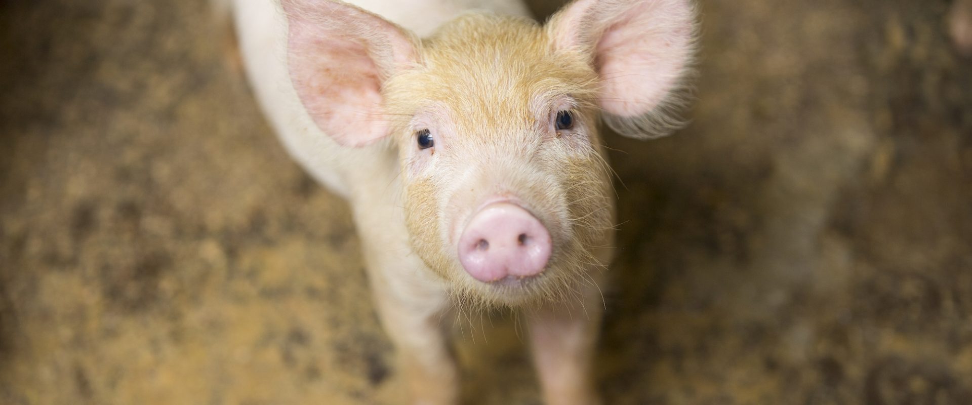 Donate | Animals Australia Donate | Animals Australia