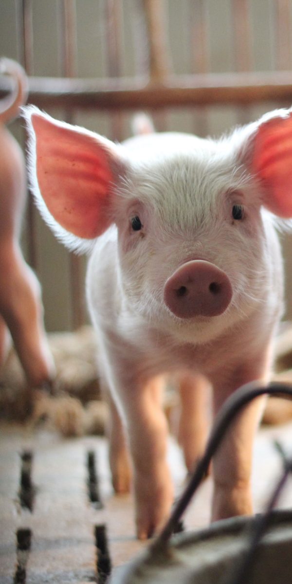 Animals Australia - For A Kinder World Animals Australia - For A Kinder World