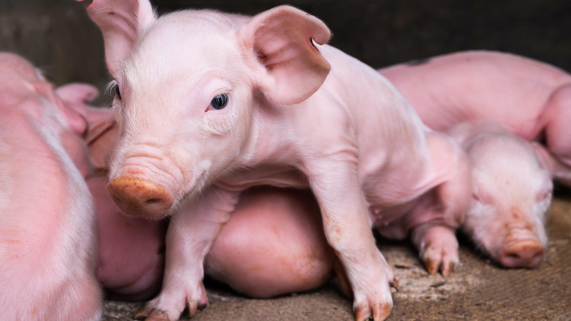 Days old piglets huddled together.