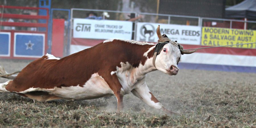 A clearly frightened and stressed steer being brought down with ropes around his legs and horns in a rodeos arena in Australian town of Whittlesea