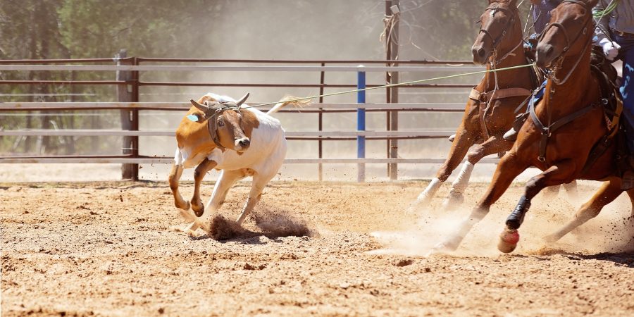 A cowboy riding on a horse is trying to bring a steer down by steer roping in a rodeos event