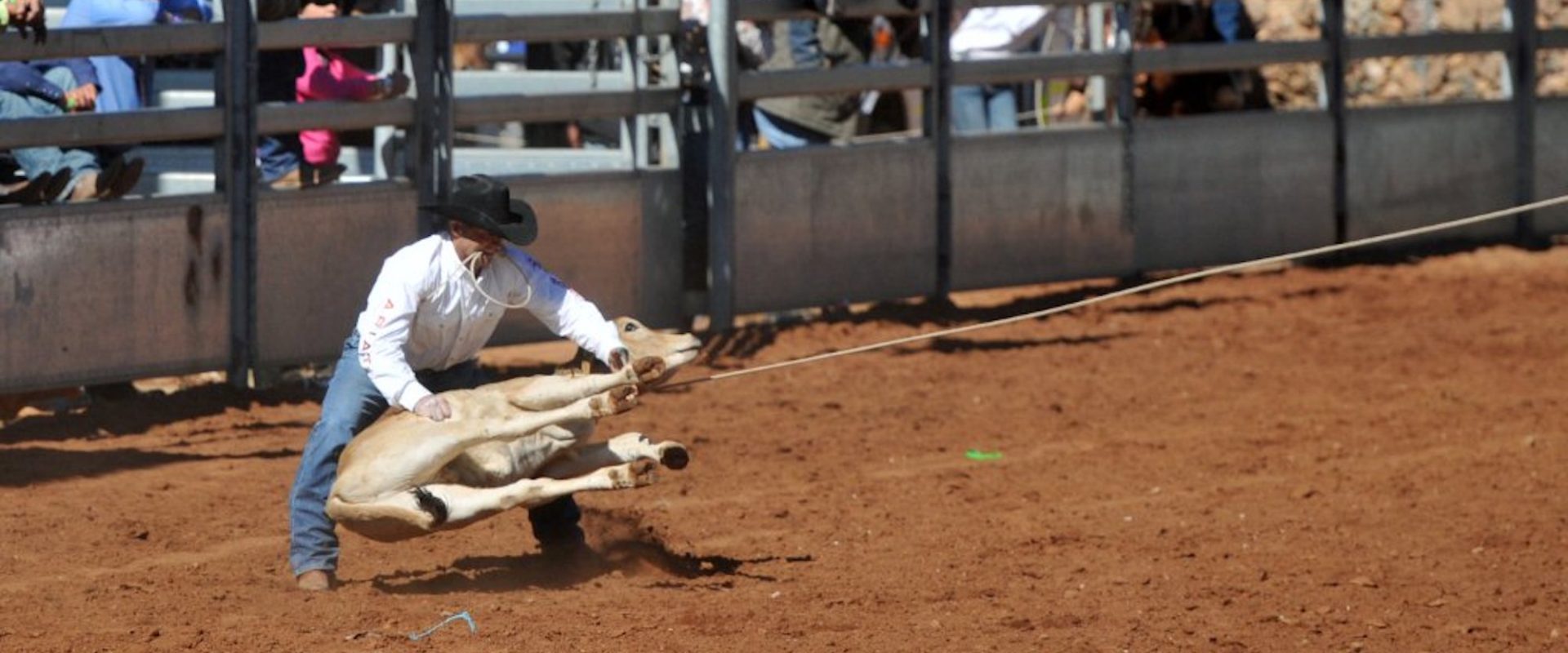 What are the animal welfare issues with calf roping in rodeos? – RSPCA  Knowledgebase