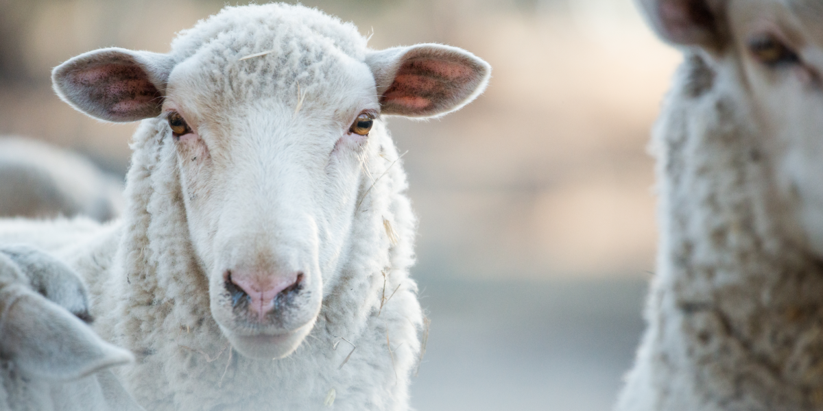 A sheep looking towards camera