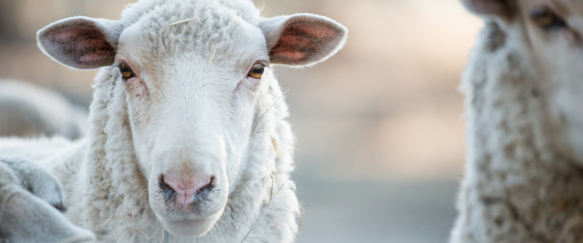 Urge PM to end live export now | Animals Australia Urge PM to end live export now | Animals Australia