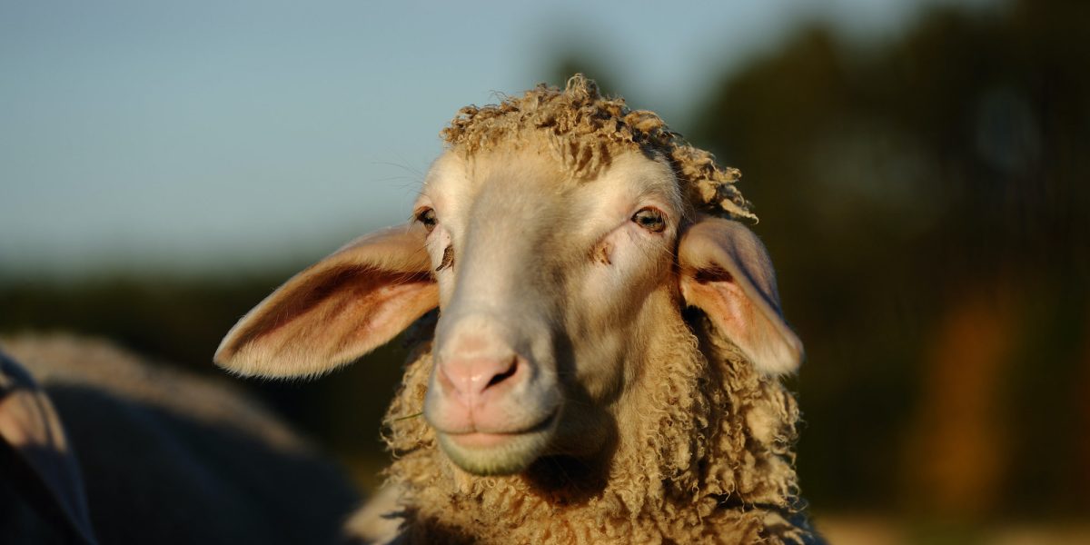 A sheep gracefully posing for portrait