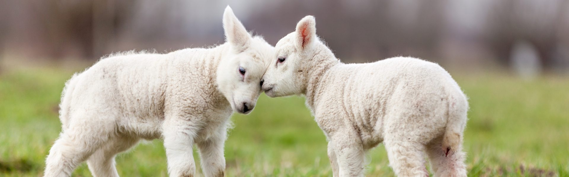 historic sheep and lamb