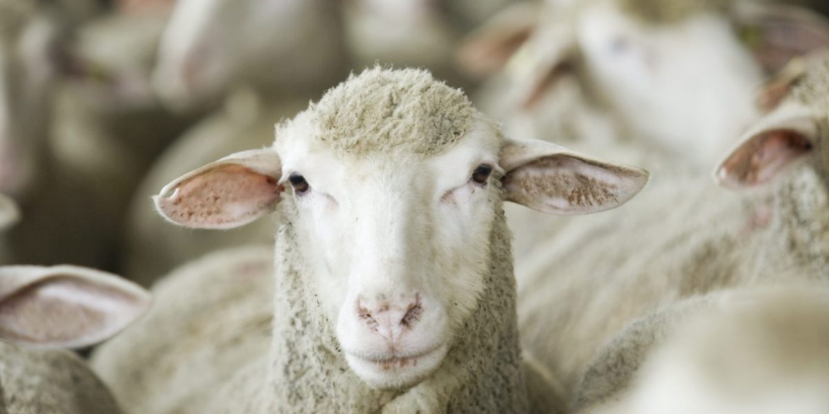 A sheep looking towards from a her of many sheep on a ship