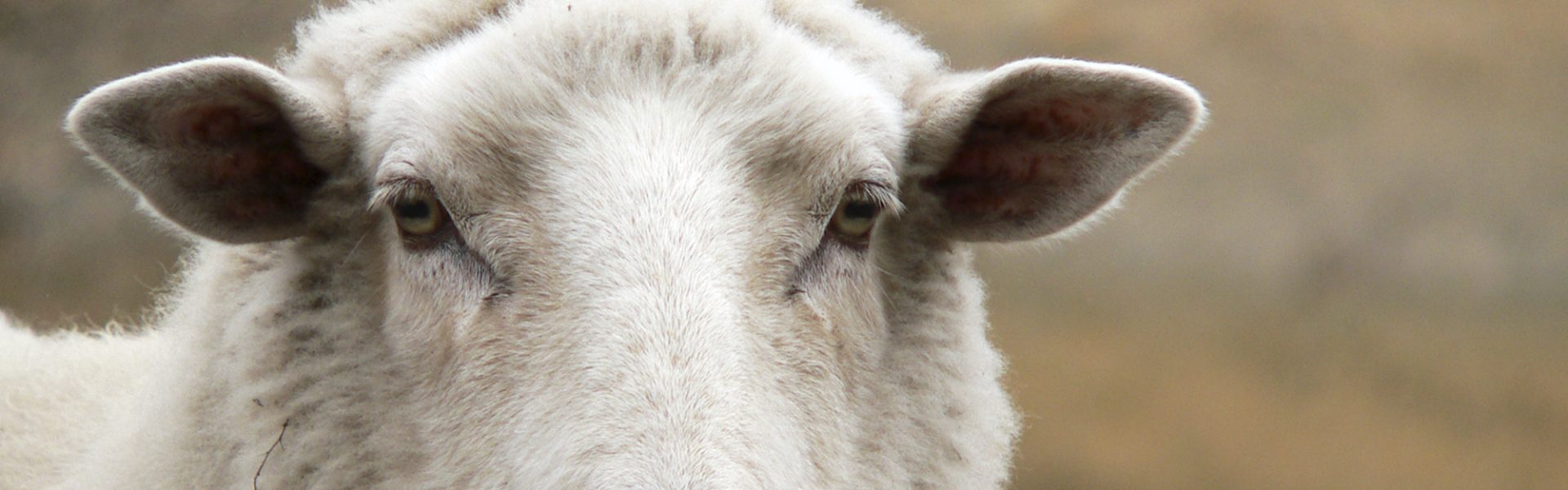 Who's standing up for animals this Federal election? | Animals Australia Who's standing up for animals this Federal election? | Animals Australia