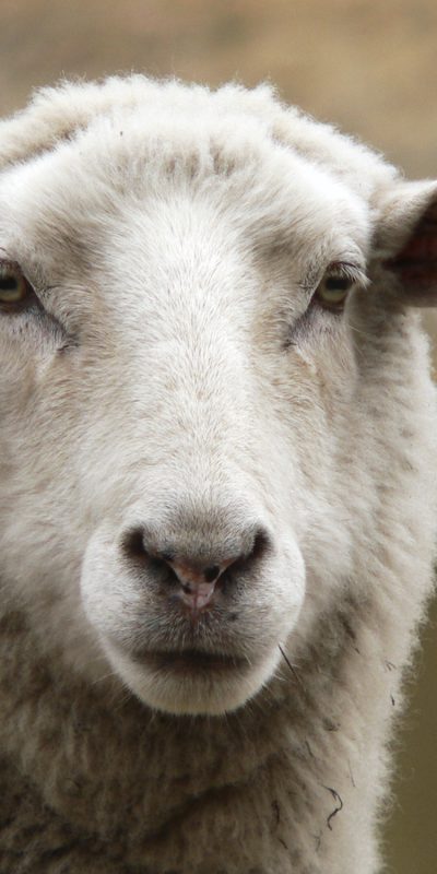 Animals Australia - For A Kinder World Animals Australia - For A Kinder World