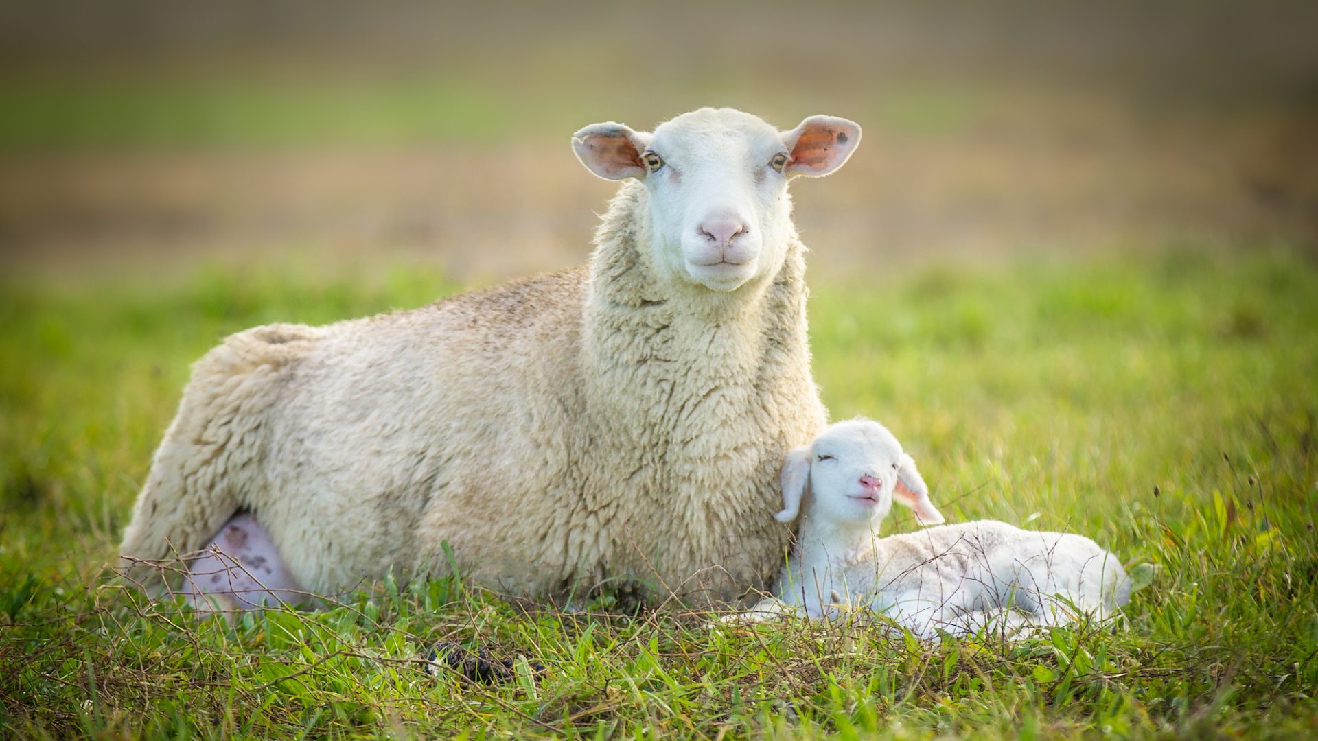 A mother sheep sitting gracefully with her cute little lamb on the green grass.