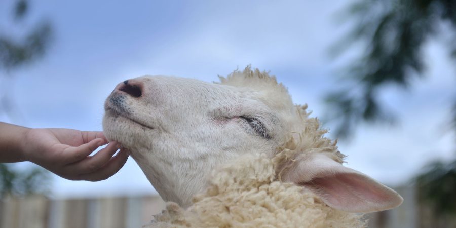 The secret lives of sheep | Animals Australia