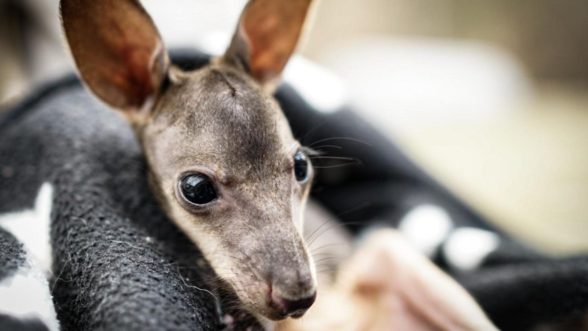 A closeup of a rescued wallaby joey