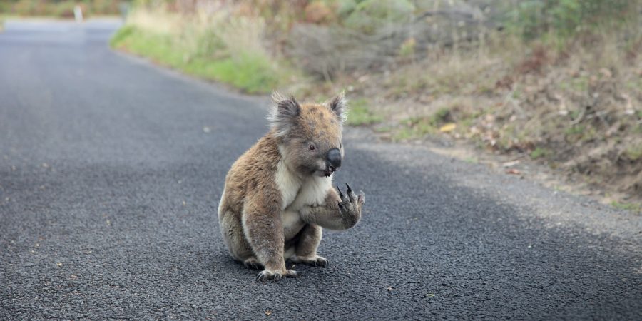 A koala sitting on the road and looking at his/her left hand , perhaps because of severe heat