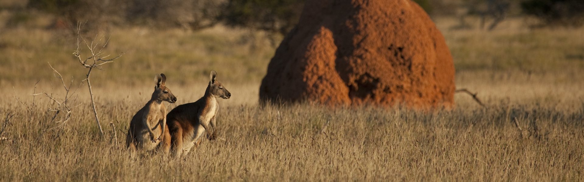 World Kangaroo Day 2021 – How you can hop into action for our national icon | Animals Australia World Kangaroo Day 2021 – How you can hop into action for our national icon | Animals Australia