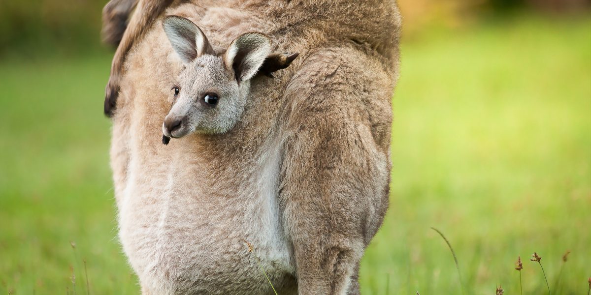 Joey in kangaroo's pouch