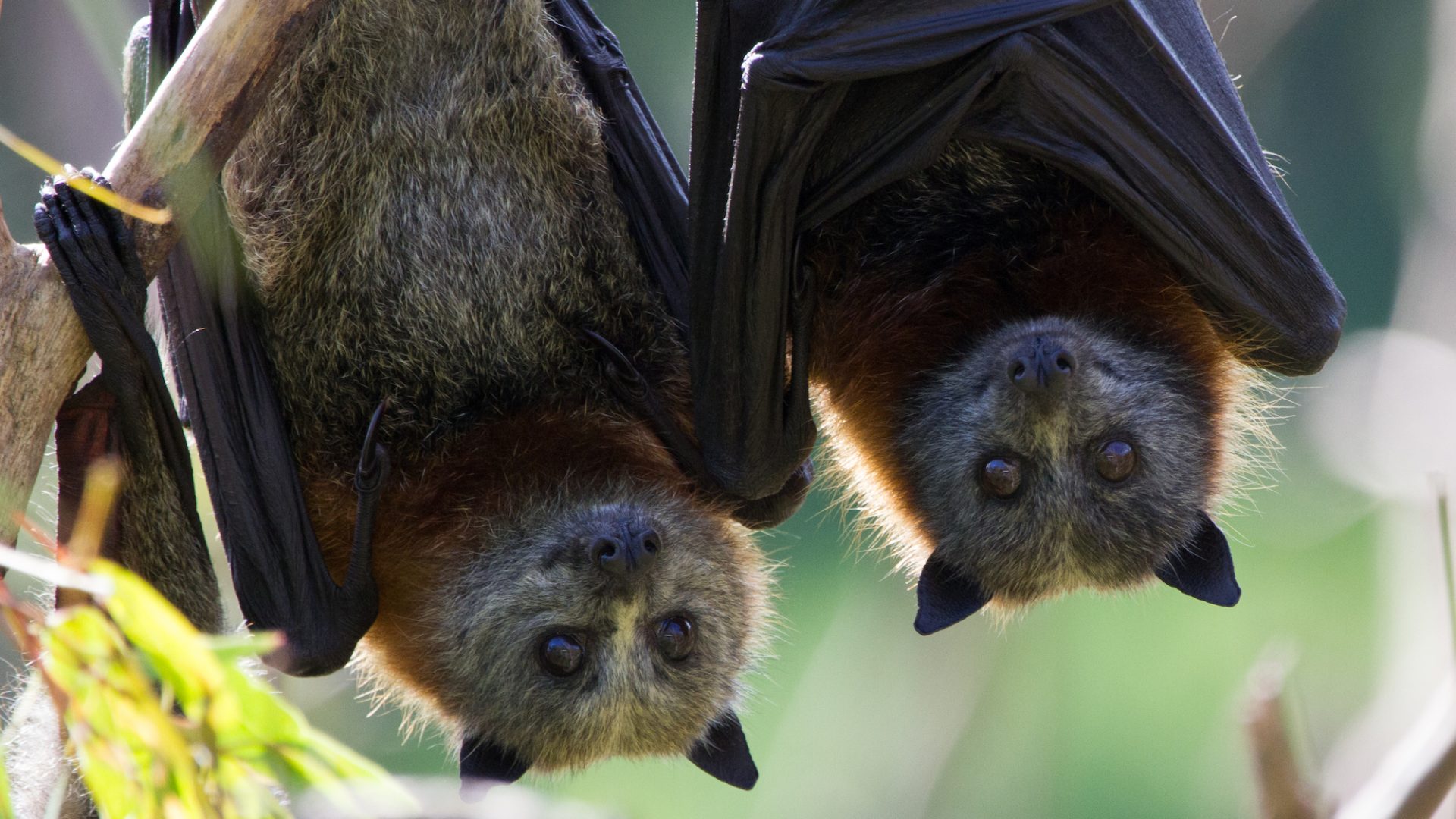 Two flying foxes hanging from a tree branch