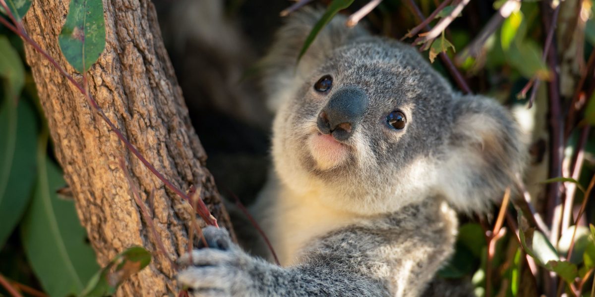 A closeup of koala looking out from the tree