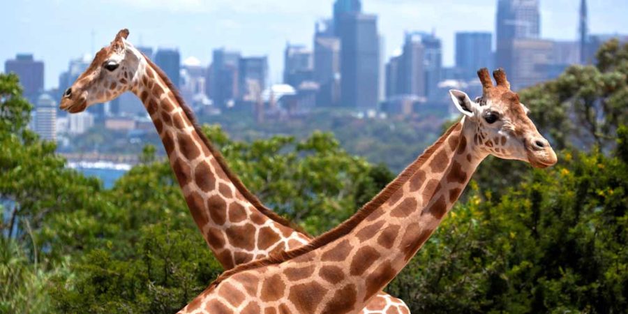 Happy Animals In Zoos