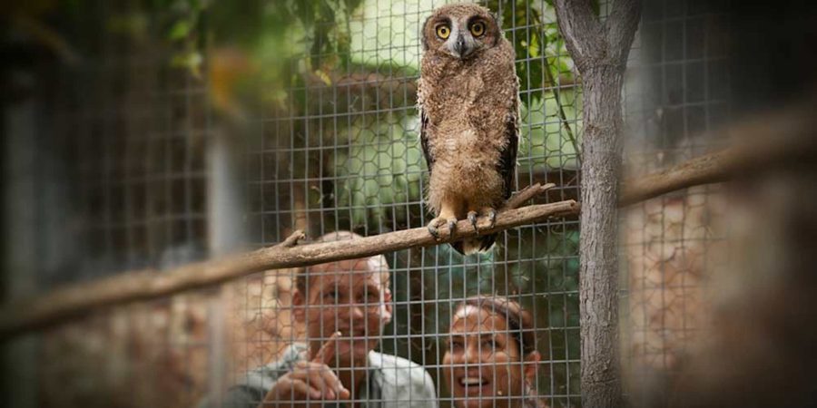  Should Animals Be Kept In Captivity Debate 10 Reasons Why Animals 