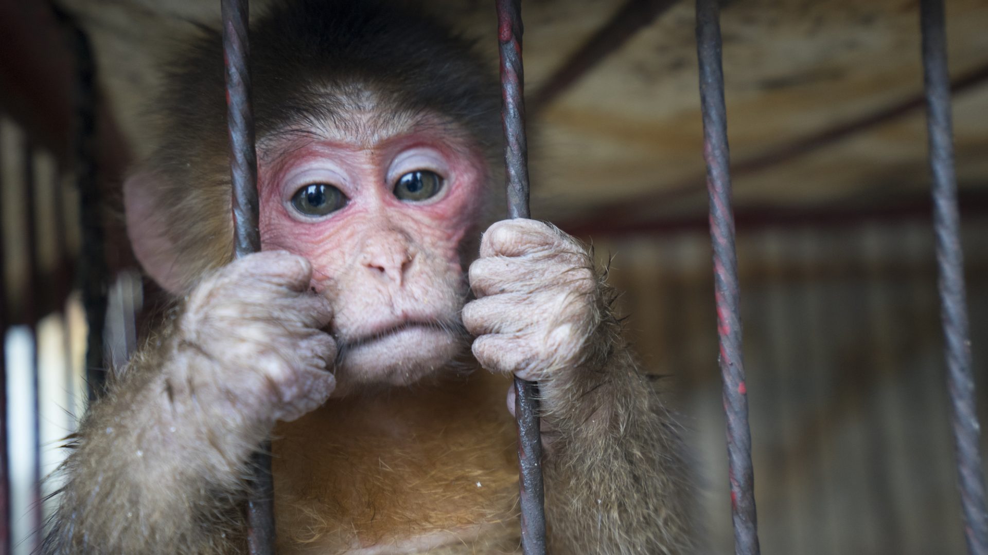 A sad monkey standing and holding the bars of the zoo