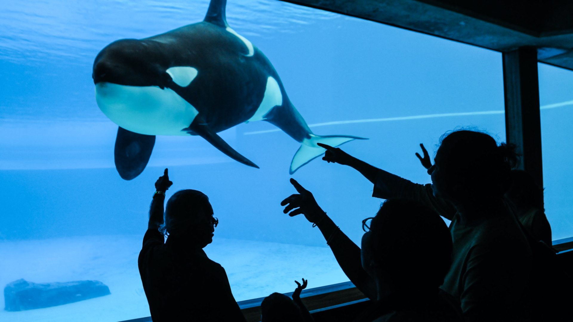 A family pointing at an Orca confined inside an aquarium tank.