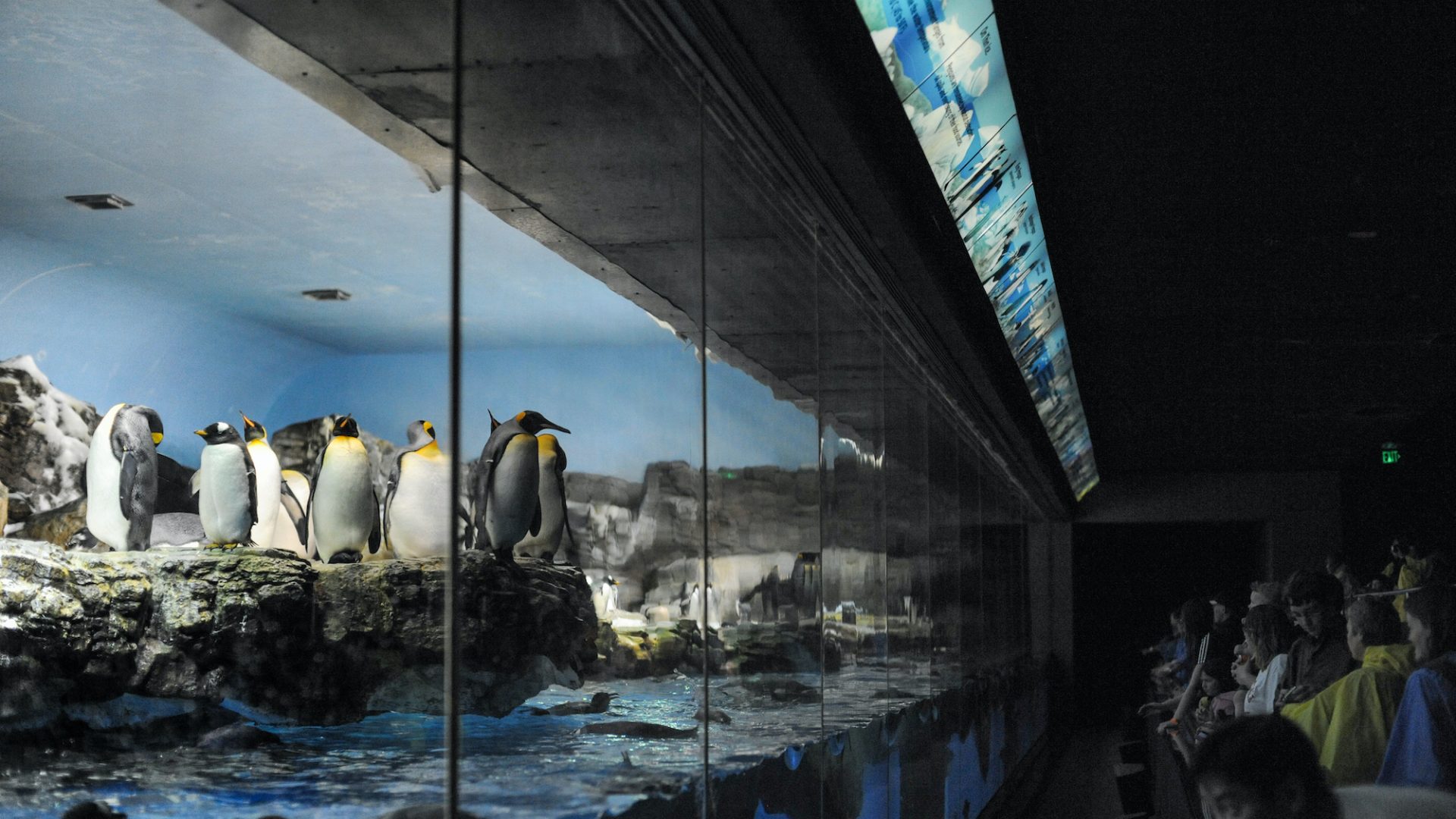 Penguins in captivity as people watch them through the glass.