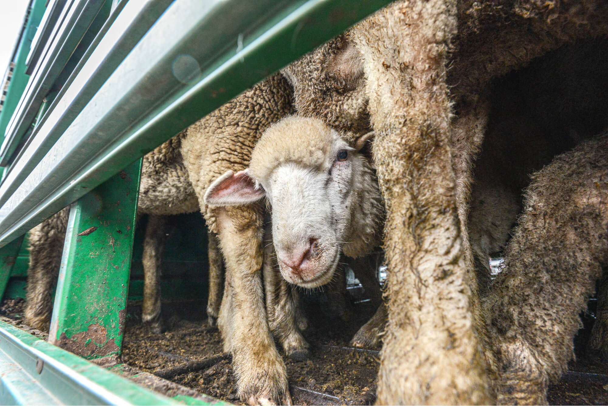 Shocking cruelty inside Aus Govt approved slaughterhouse | Animals Australia