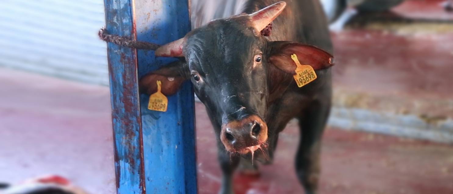 End Live Export - No animal should die like this | Animals Australia