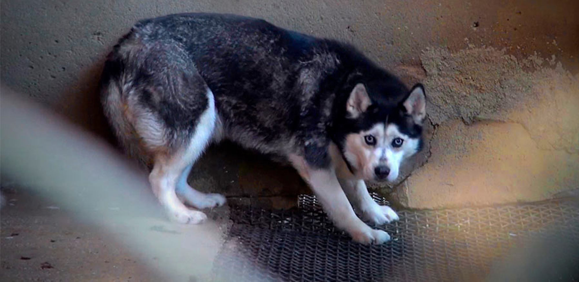 frightened husky covering inside puppy factory