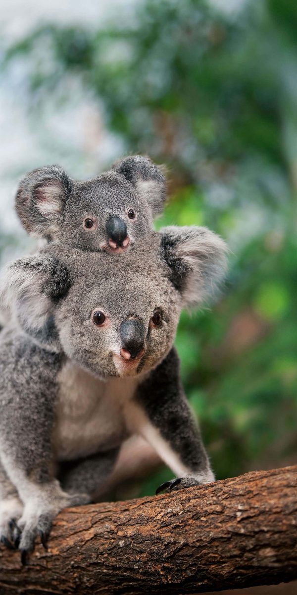 Animals Australia - For A Kinder World