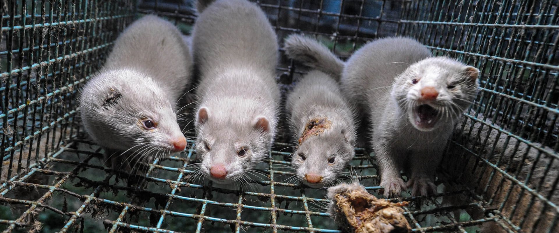 Pledge to be fur-free! | Animals Australia