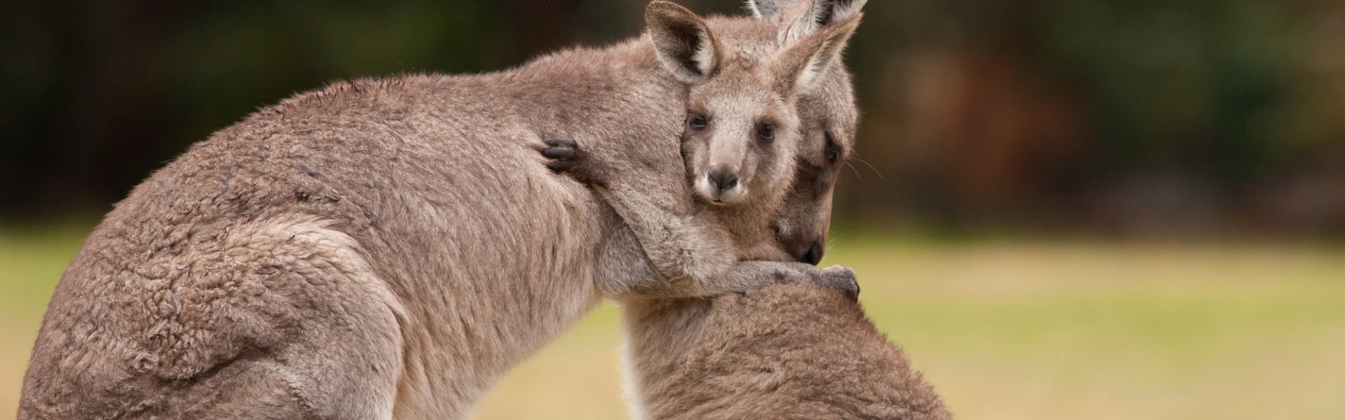 Kangaroo Shooting - Animals Australia