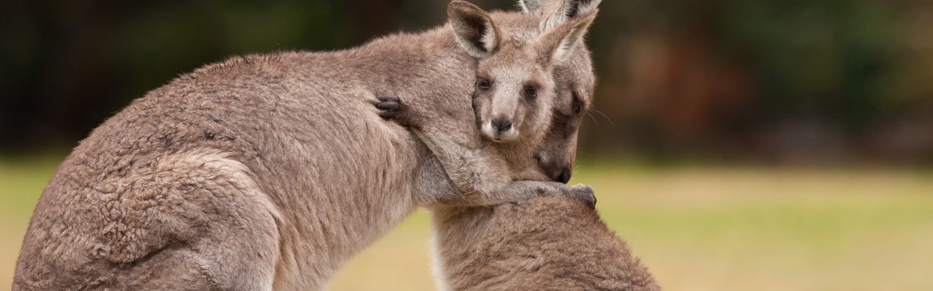 Kangaroo Shooting - Animals Australia Kangaroo Shooting - Animals Australia
