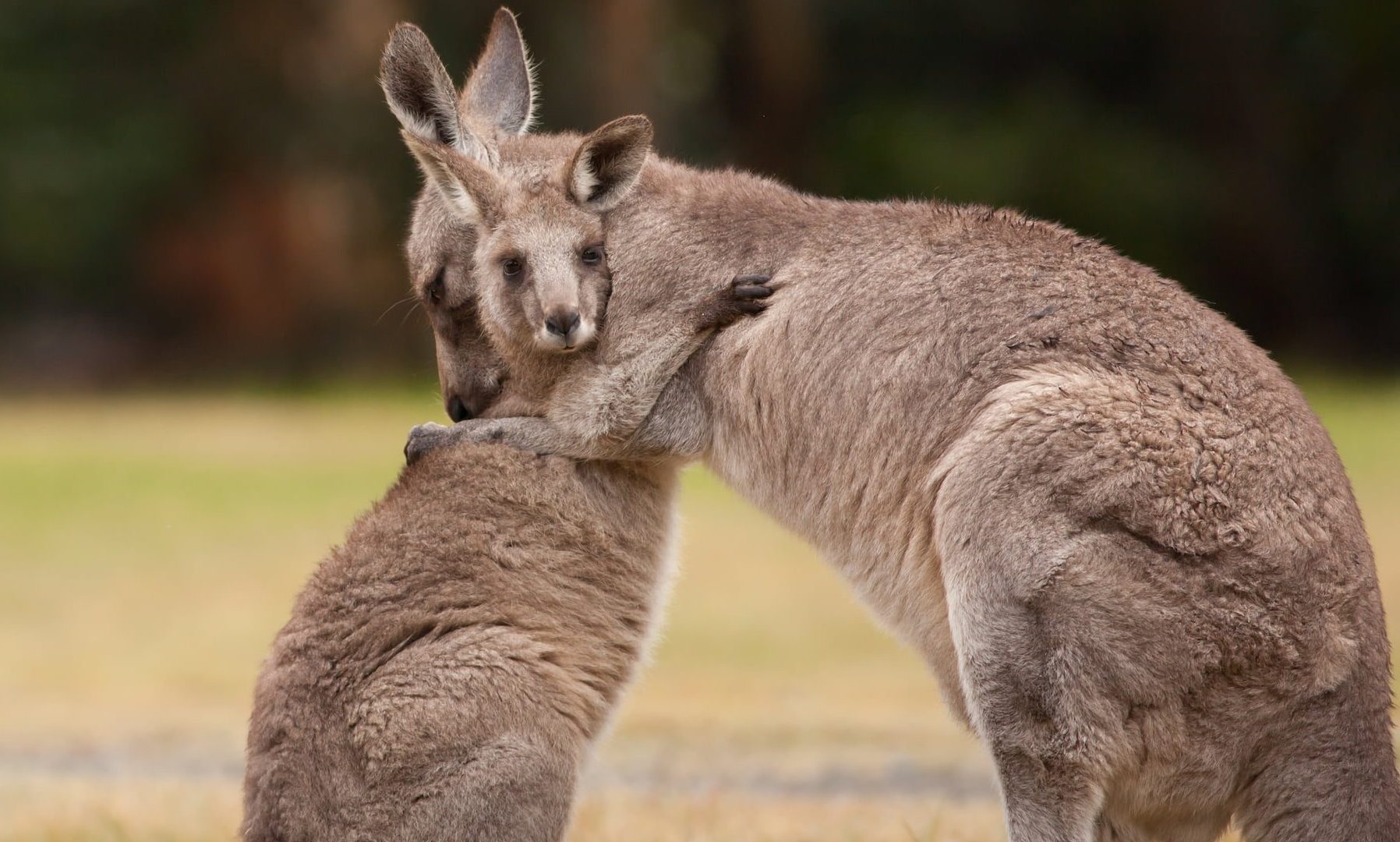 A mother kangaroo and joey hug in a grassy field, the joey is looking straight at the camera.