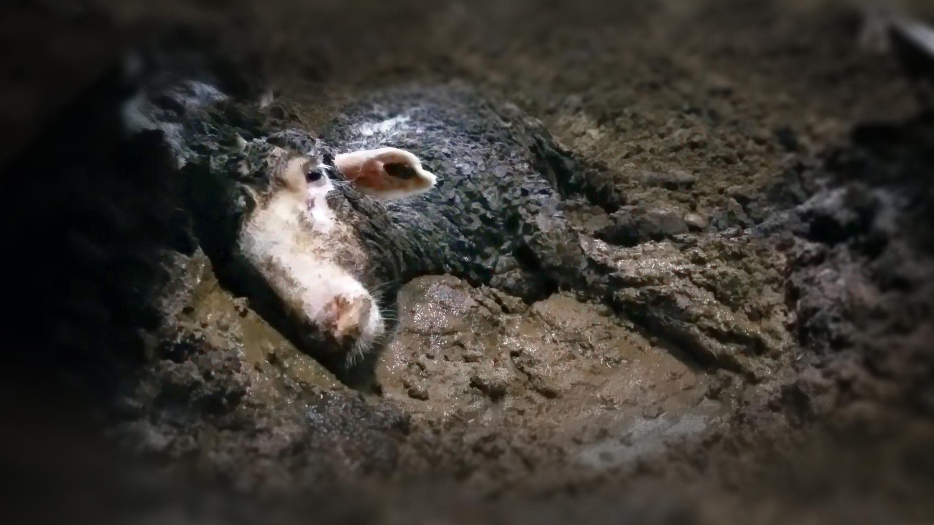 A downer sheep in excrement on a live export ship Awassi Express