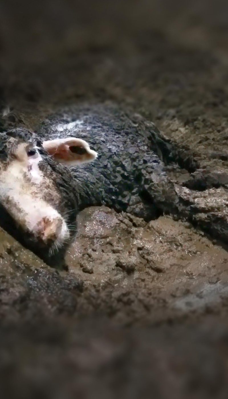 A downer sheep in excrement on a live export ship Awassi Express