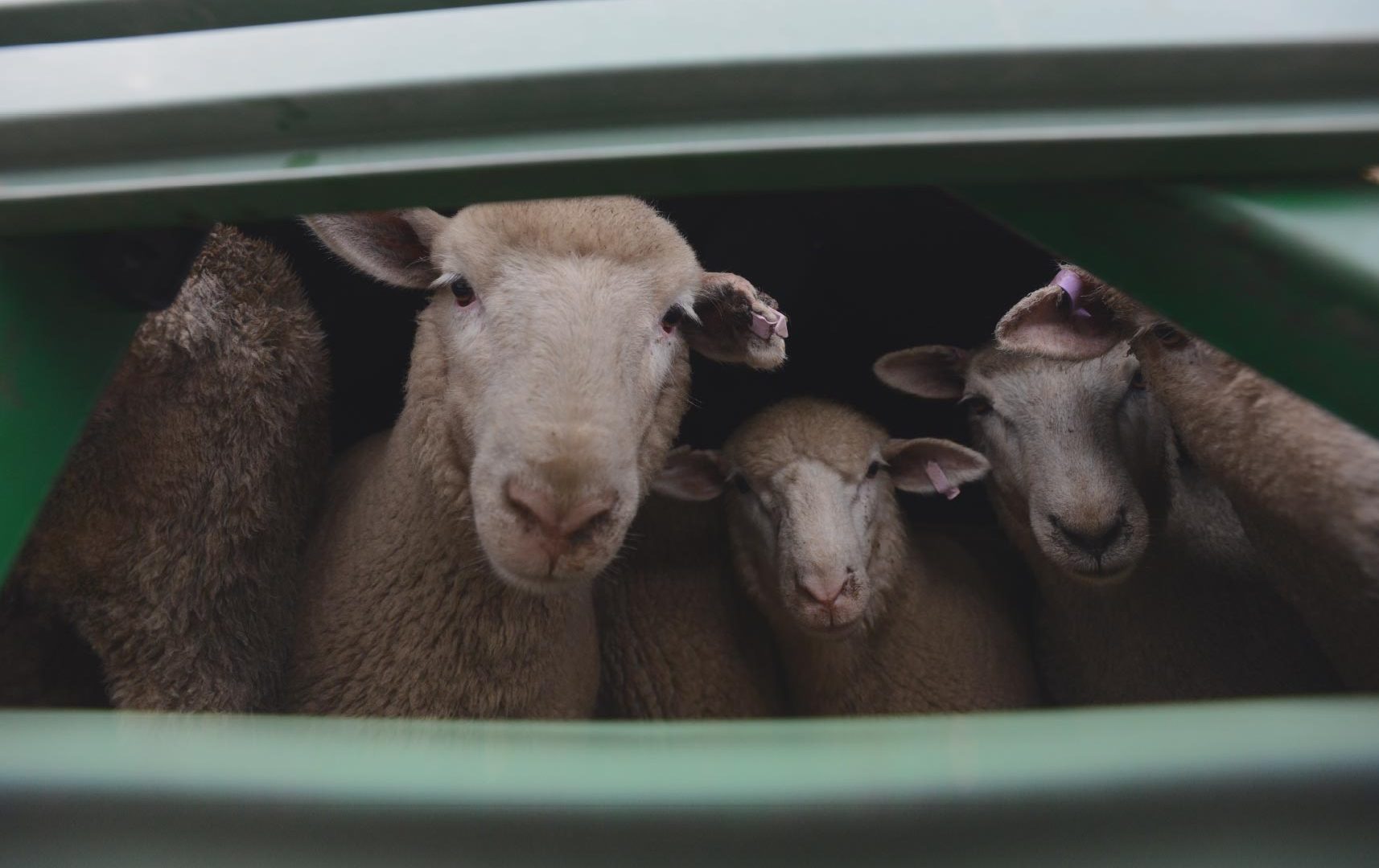 Sheep on truck
