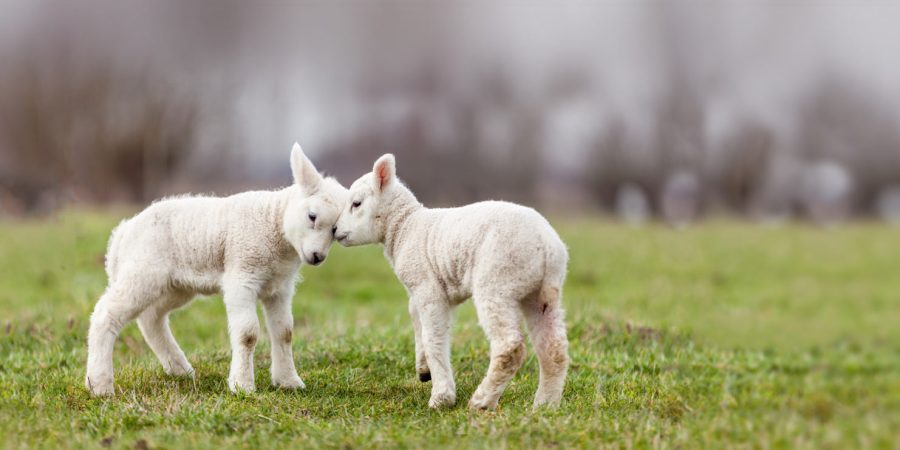 Two cute little lambs headbutting each other, standing on green grass