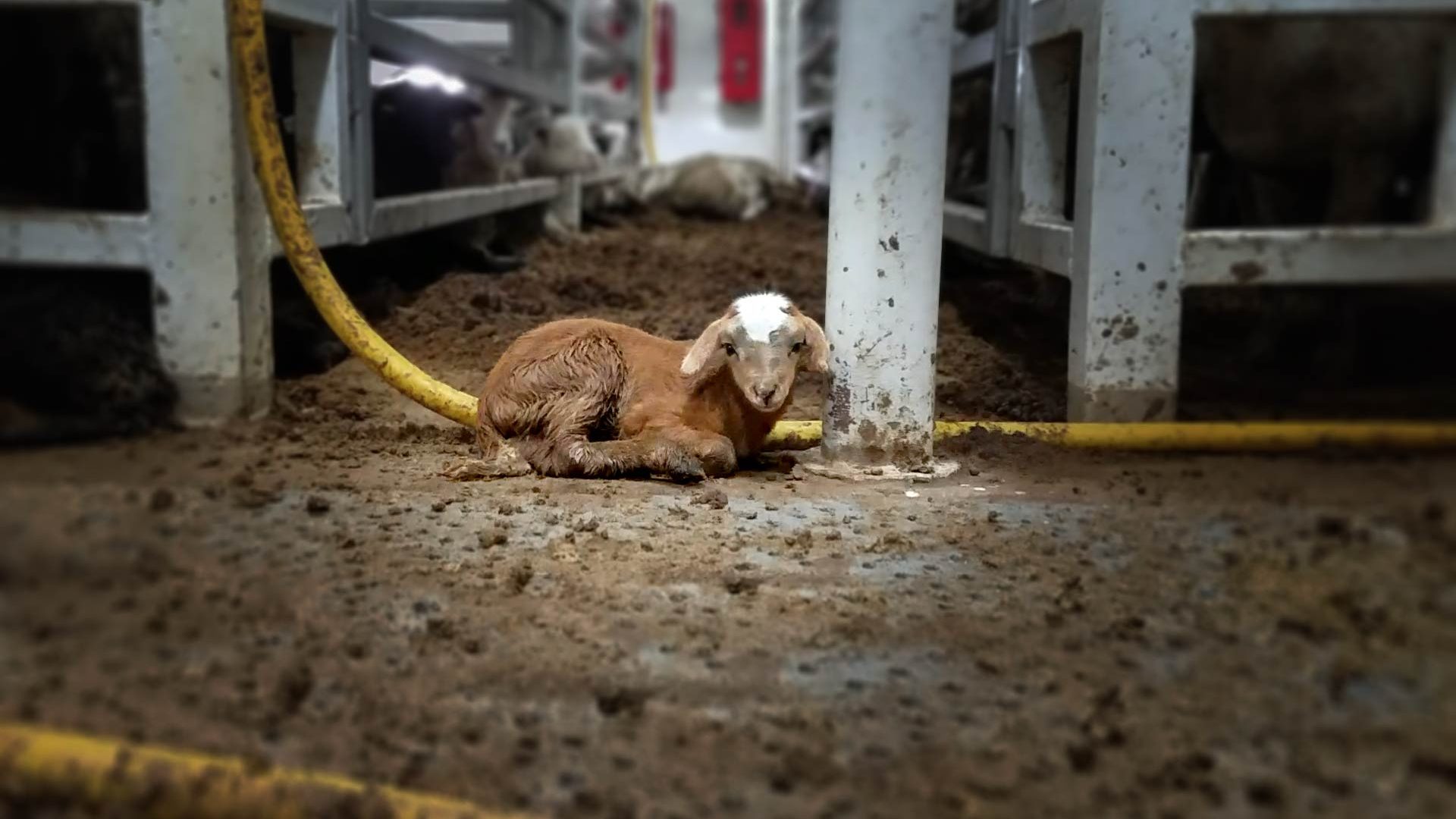 A days old lamb sitting on the dirty floor of live export ship Awassi Express.