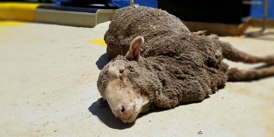 Live Export Of Animals In Australia