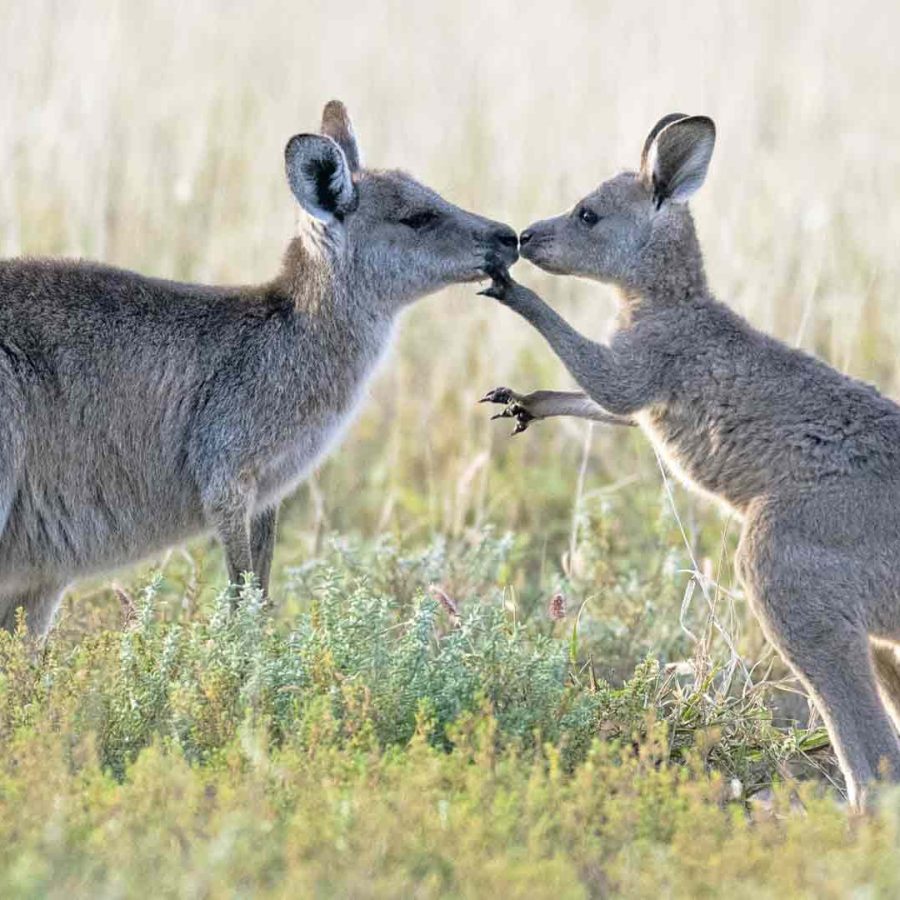 A mother kangaroo and joey touch noses in a grassy field.