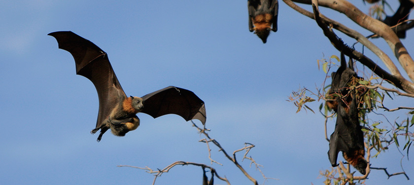 Flying foxes: understanding issues