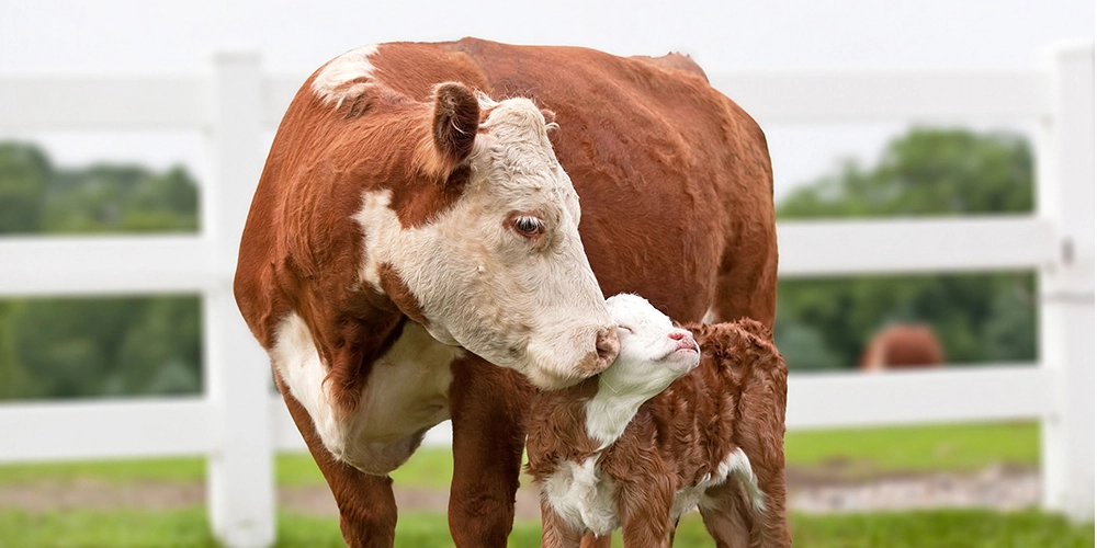 A cow kissing her cute little calf.