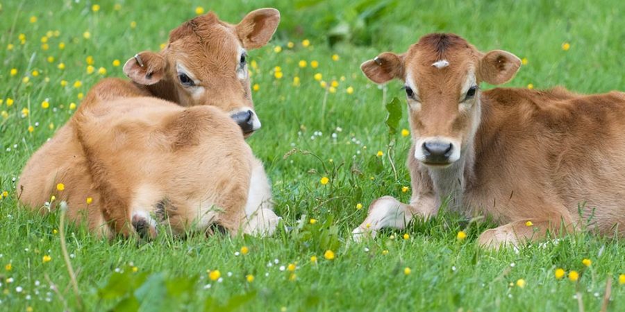 The secret lives of cows | Animals Australia